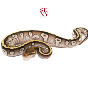 0.1 Cypress Mojave H Clown 25 16023