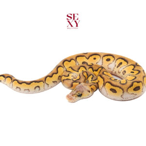 0.1 Cypress Pastel Mojave Clown 25 16025