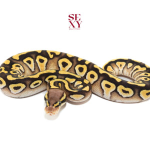 0.1 Cypress pastel Mojave H Clown 25 16028