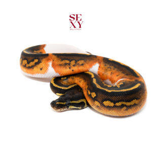 1.0 Hurricane Pied 25 16029