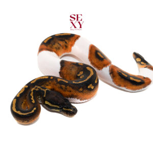 1.0 Hurricane YB Pied 25 16032