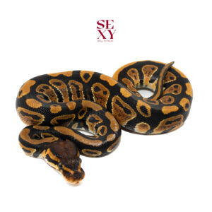 0.1 H Grail 25 16036