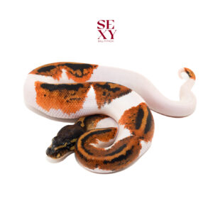 1.0 Hurricane YB/Gravel Pied 25 16045