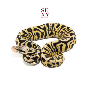 0.1 Pas Leo Spot TPH Zebra Clown Hypo 25 16063