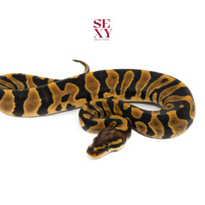 0.1 TPH Zebra Clown Hypo 25 16064