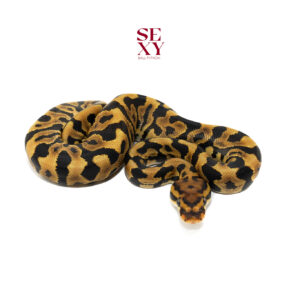 1.0 Leo Spot TPH Zebra Clown Hypo 25 16067