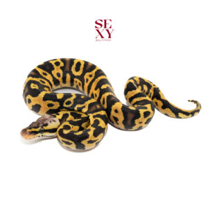 1.0 Leo Pas TPH Zebra Clown Hypo 25 16068