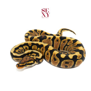 1.0 Spotnose TPH Zebra Clown Hypo 25 16069