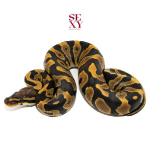 1.0 Leo TPH Zebra Clown Hypo 25 16070