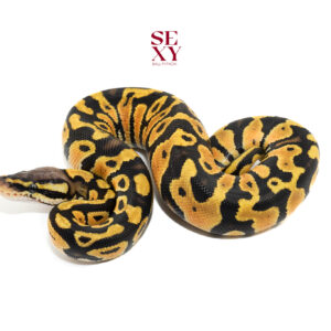 1.0 Pastel TPH Zebra Clown Hypo 25 16071