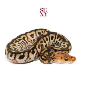 0.1 Redhead Hurricane Spotnose clown pos H Ghost  25 16072