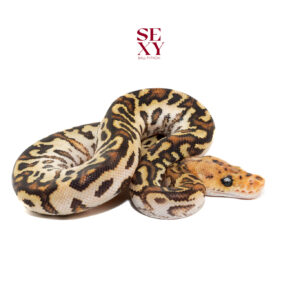 1.0 Redhead Hurricane Spotnose RS Clown pos h ghost 25 16073