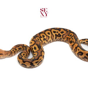 1.0 Pompeii GeneX 25 16079