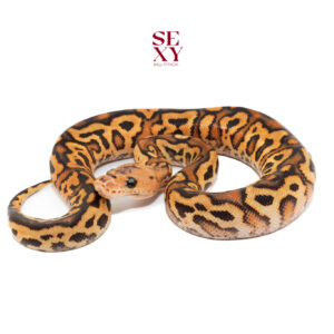 0.1 Pompeii GeneX 25 16080