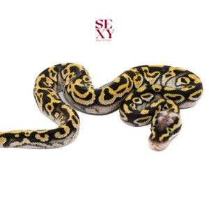 1.0 Hurricane Pastel OD DH Ghost Clown 25 16086