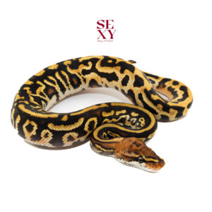 1.0 Redhead Hurricane Leo OD RS DH Ghost Clown 25 16087