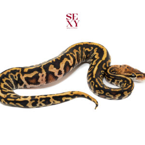 0.1 Redhead Hurricane Leo OD RS DH Ghost Clown 25 16088