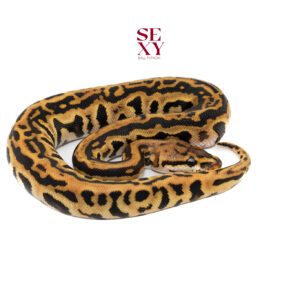 0.1 Redhead Hurricane Leo Spot RS DH Ghost Clown 25 16089