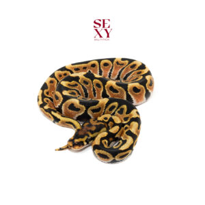 0.1 Spotnose OD DH Ghost Clown 25 16090