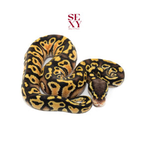 0.1 Hurricane pas DH Ghost Clown 25 16091