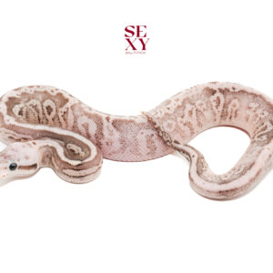 0.1 Black Pewter Fire Spotnose RS DH Albino Clown 25 16094