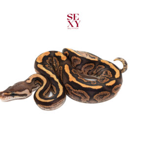 1.0 BP RS Fire DH Albino Clown 25 16095