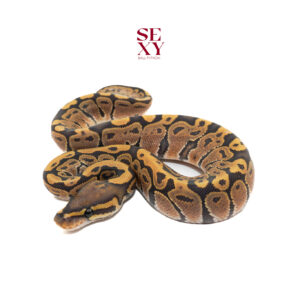 0.1 Hurricane Ghost 25 16101