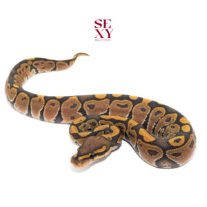 1.0 Hurricane Ghost 25 16102