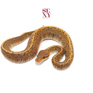 0.1 Hurricane Ghost Pinstripe 25 16103