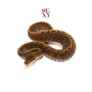 0.1 Hurricane Pin pos H Ghost 25 16104