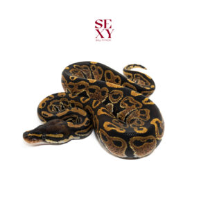 0.1 Hurricane pos H Ghost 25 16107