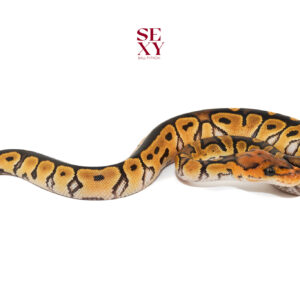 0.1 Lace Clown 25 16111