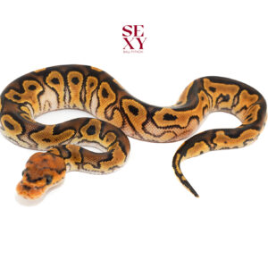 0.1 Lace YB Clown 25 16110