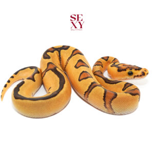 0.1 Lace Enchi Clown 25 16114