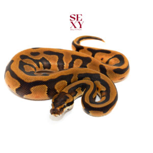 1.0 OD Leo En TPH Caramel Clown Pied Pos H Ghost 25 16115