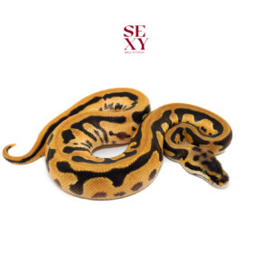 1.0 OD Leo Fire En TPH Caramel Clown Pied Pos H Ghost 25 16116