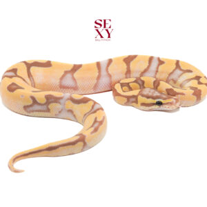 0.1 CG Fire TPH Caramel Clown Pied pos H Ghost 25 161182