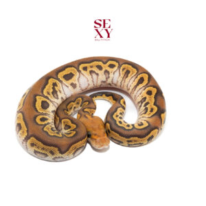 1.0 Lace Mojave Clown 25 16121