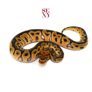 0.1 Lace Clown 25 16126