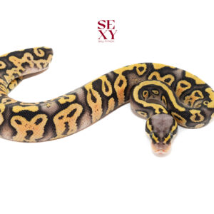 1.0 Hurricane Pas DH Clown Pied 100% pos H Ghost 25 16138