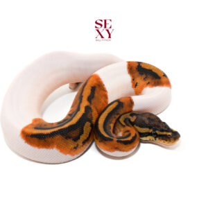 1.0 Hurricane Pied H Clown 100%  pos H Ghost 25 16141