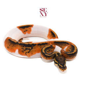 1.0 Hurricane Pied H Clown pos H Ghost 25 16142