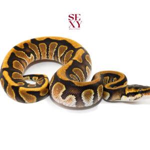 1.0 Cinder enchi specter H Clown 25 18213