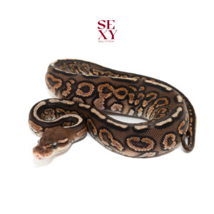 1.0 Carbon Hurricane spot cin H Clown pos Yb 25 18216