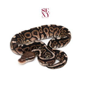 1.0 Hurricane cinnamon Spotnose H Clown100% pos YB 25 18217