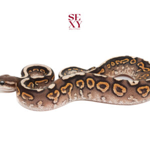 1.0 Carbon Spot cin RS H Clown pos hur YB 25 18218