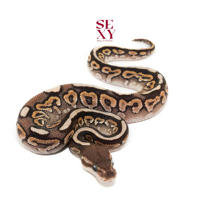 0.1 Hurricane Cinnamon Spotnose Mojave pos H Clown 25 18219