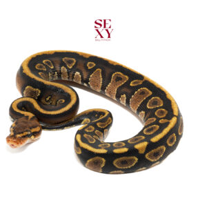 1.0 Cinder spotnose H Clown100% 25 18220