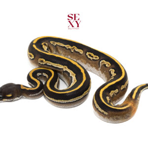 0.1 Leopard mojave Blackhead DH Hypo Pied 100% pos H Blk axanthic 25 18222