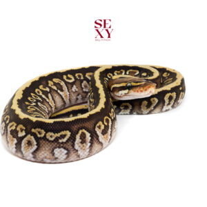 1.0 Carbon cypress spotnose hurricane pos H Clown 25 18227